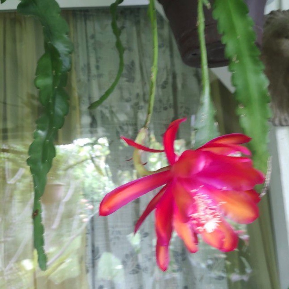 Amazing Orchid Cactus Plant.- Surprise Mixed of Vibrant Colors